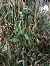 Epipactis helleborine - Armelle Bass