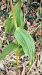Epipactis helleborine  - José Miguel Martins Da Silva