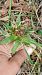 Epipactis helleborine  - José Miguel Martins Da Silva