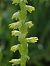 Herminium monorchis (Orchis musc) © Filip Fleurbaey