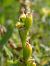 Liparis loeselii (Liparis de Loesel) © Filip Fleurbaey