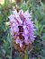 Dactylorhiza incarnata  - Filip Fleurbaey