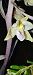 Epipactis purpurata f. rosea (Épipactis violacé forme rose) © Anaïs Germain