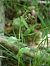 Epipactis fageticola  - Bernard Sonnerat