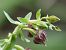 Epipactis placentina  - Bernard Sonnerat