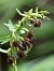 Epipactis placentina  - Bernard Sonnerat