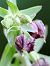Epipactis placentina  - Bernard Sonnerat
