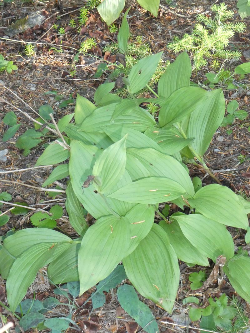 Cypripedium calceolus  - Olivier Laluque
