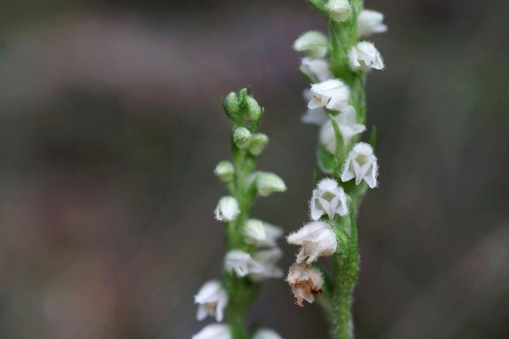 Goodyera repens  - Ghislain Constans