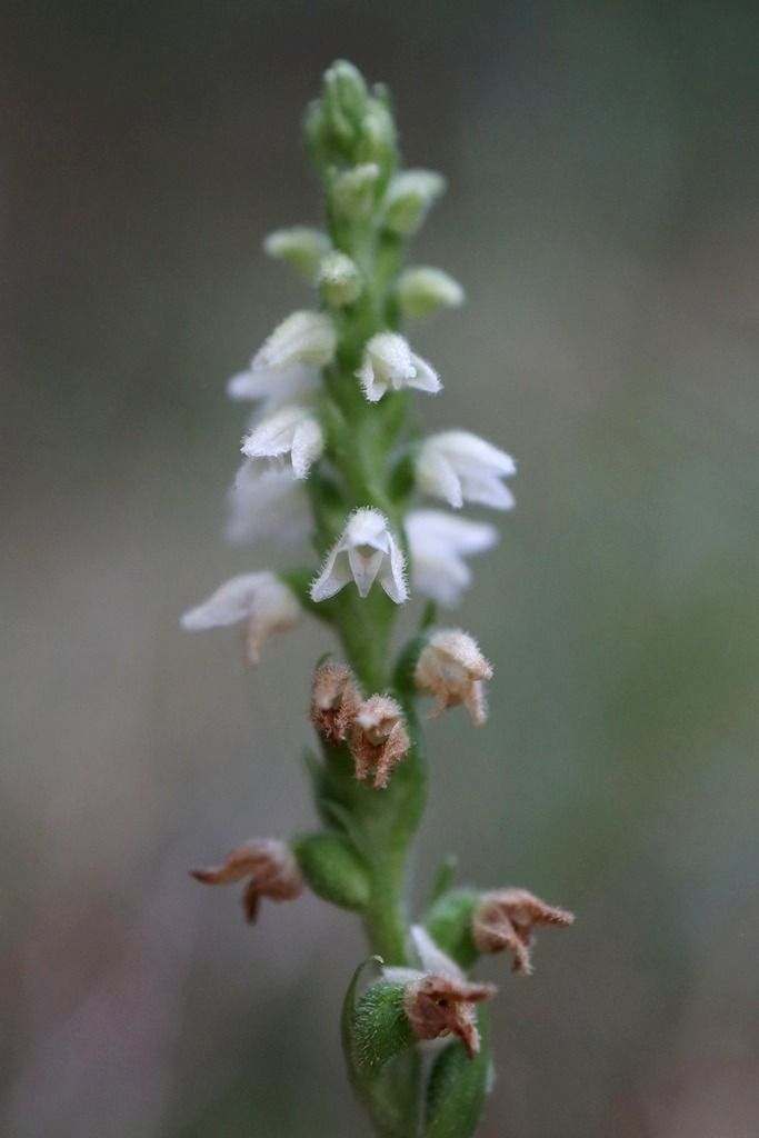 Goodyera repens  - Ghislain Constans