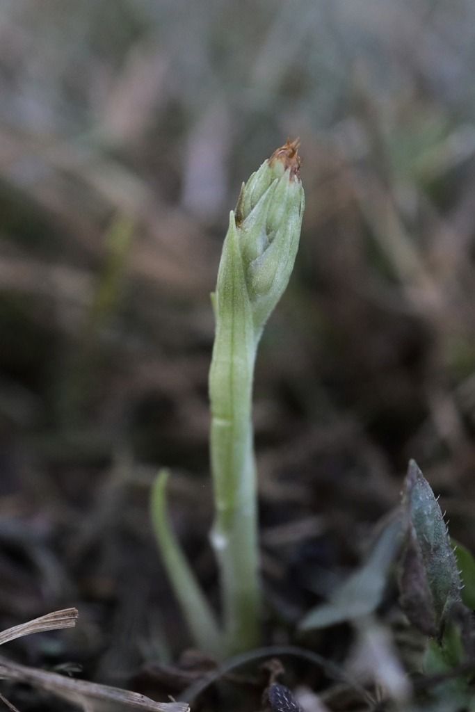 Spiranthes spiralis  - Ghislain Constans