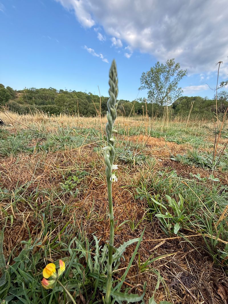Spiranthes spiralis  - Ghislain Constans