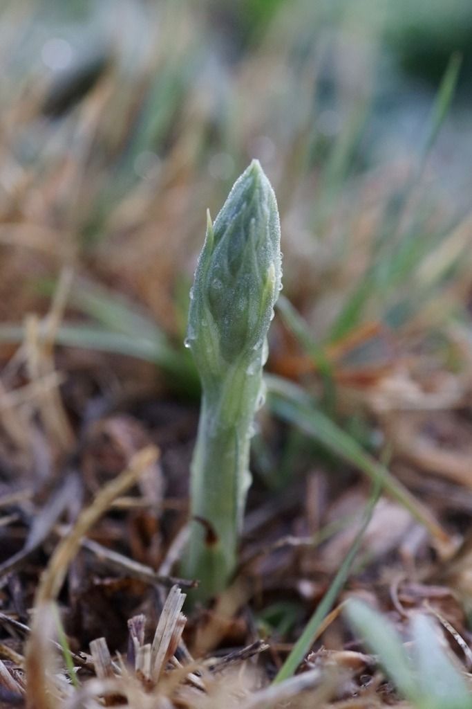 Spiranthes spiralis  - Ghislain Constans