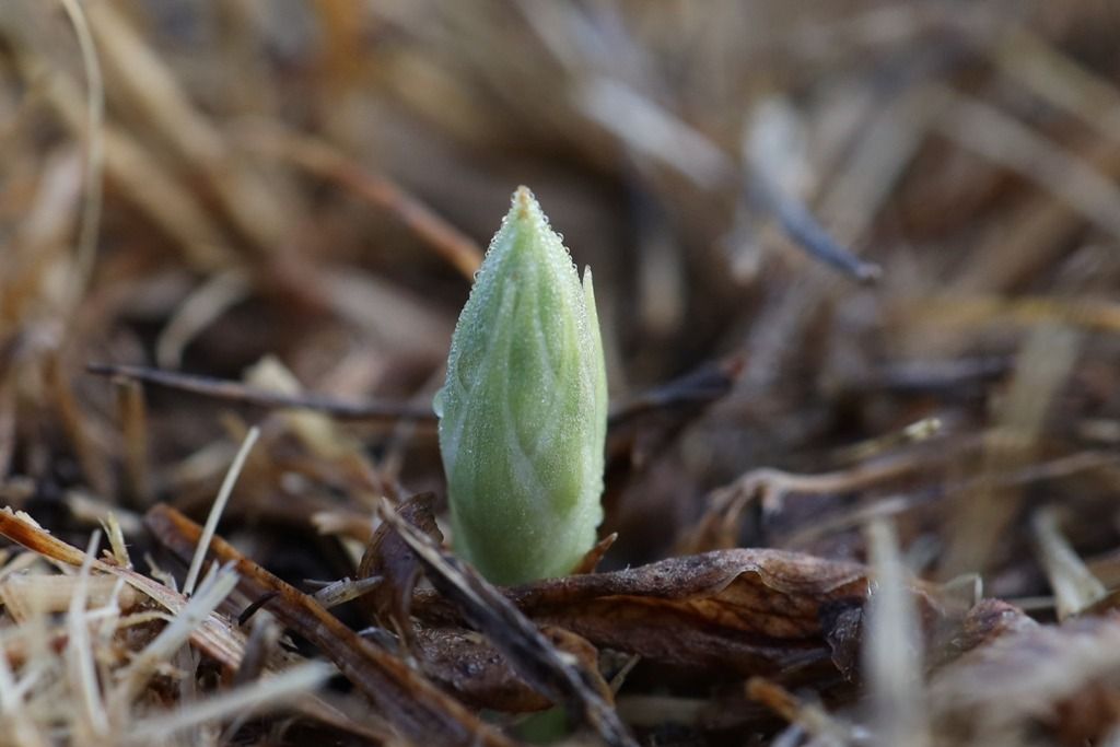 Spiranthes spiralis  - Ghislain Constans