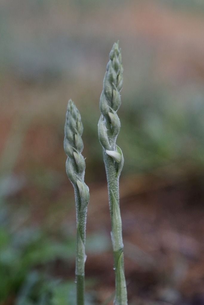 Spiranthes spiralis  - Ghislain Constans