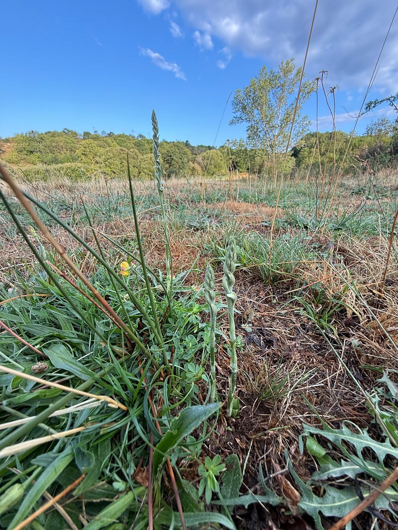 Spiranthes spiralis  - Ghislain Constans