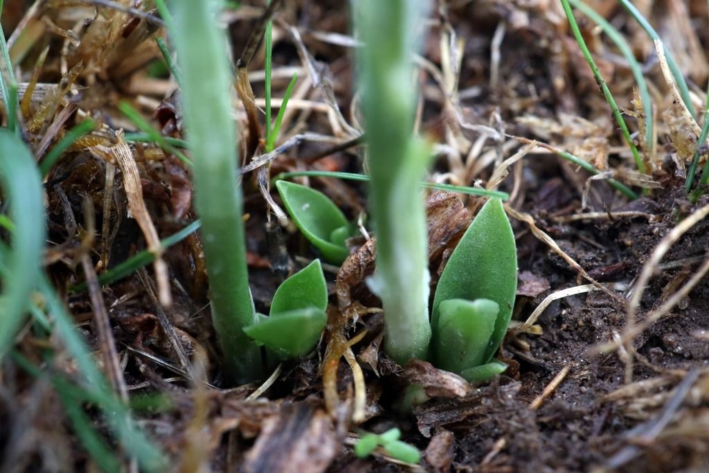 Spiranthes spiralis  - Ghislain Constans