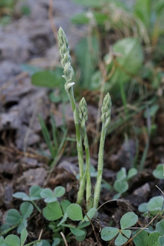 Spiranthes spiralis  - Ghislain Constans