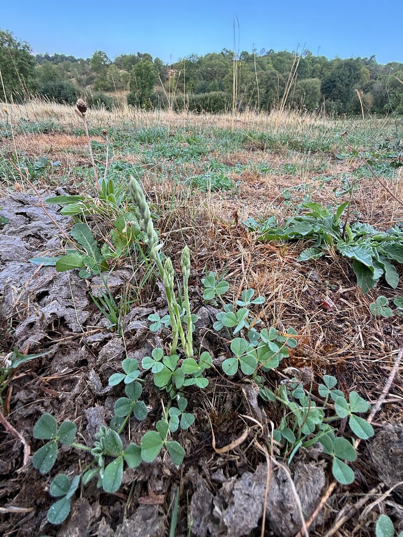 Spiranthes spiralis  - Ghislain Constans