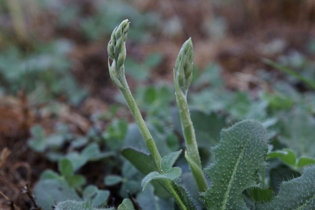 Spiranthes spiralis  - Ghislain Constans