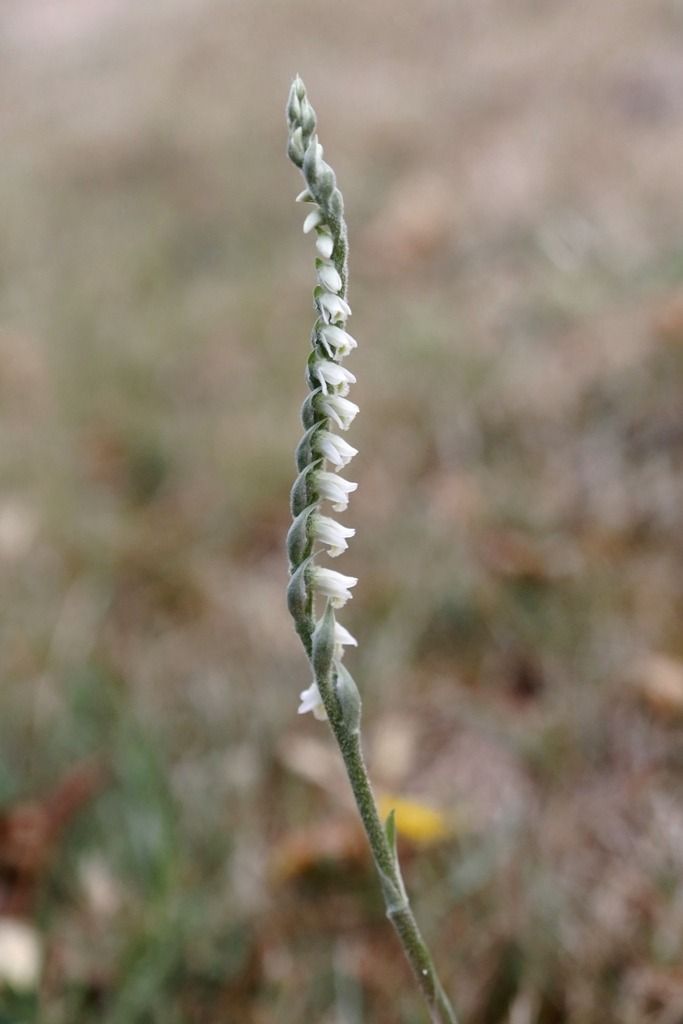 Spiranthes spiralis  - Ghislain Constans