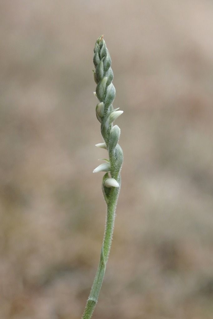 Spiranthes spiralis  - Ghislain Constans