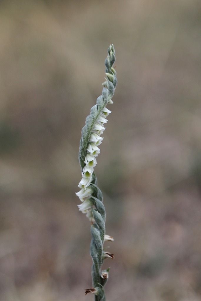 Spiranthes spiralis  - Ghislain Constans