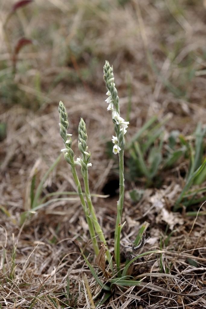 Spiranthes spiralis  - Ghislain Constans