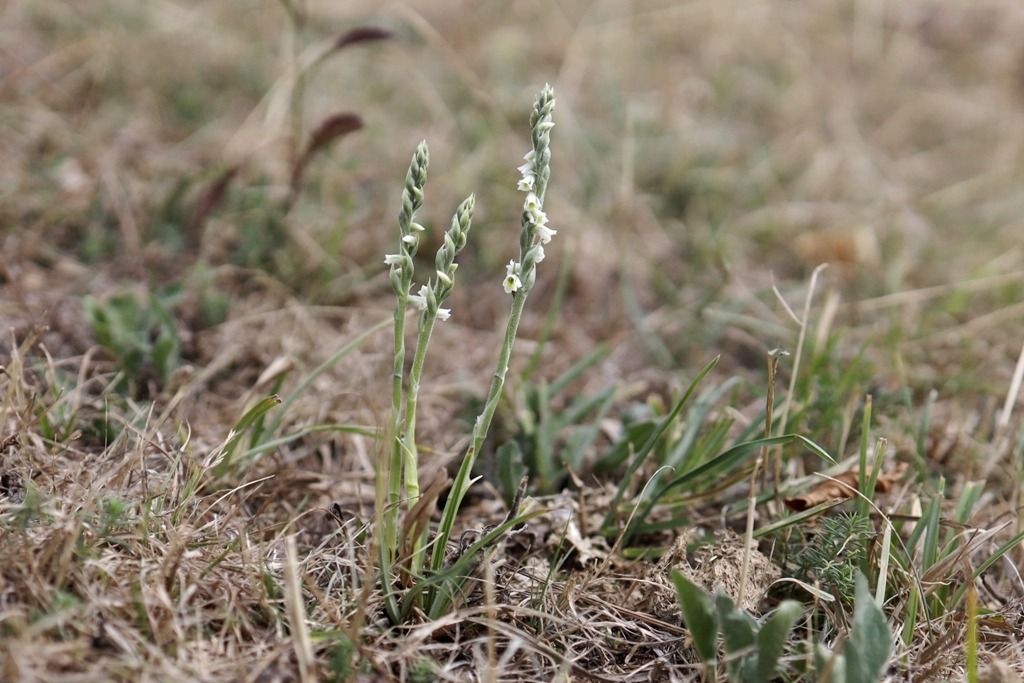 Spiranthes spiralis  - Ghislain Constans