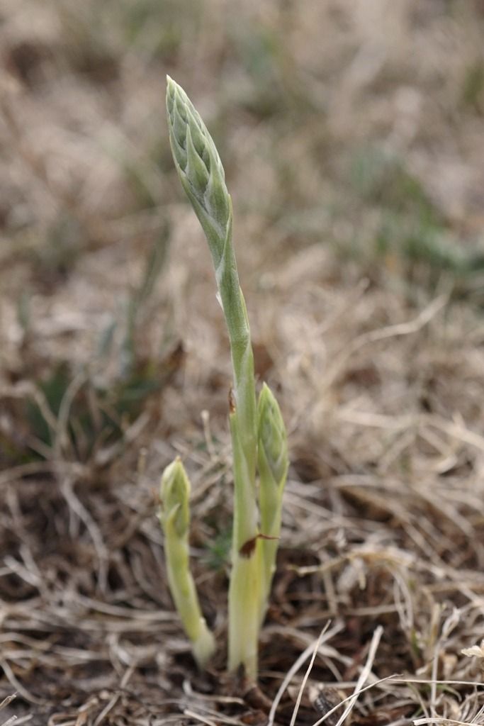 Spiranthes spiralis  - Ghislain Constans