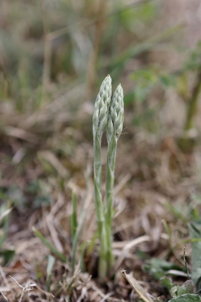 Spiranthes spiralis  - Ghislain Constans