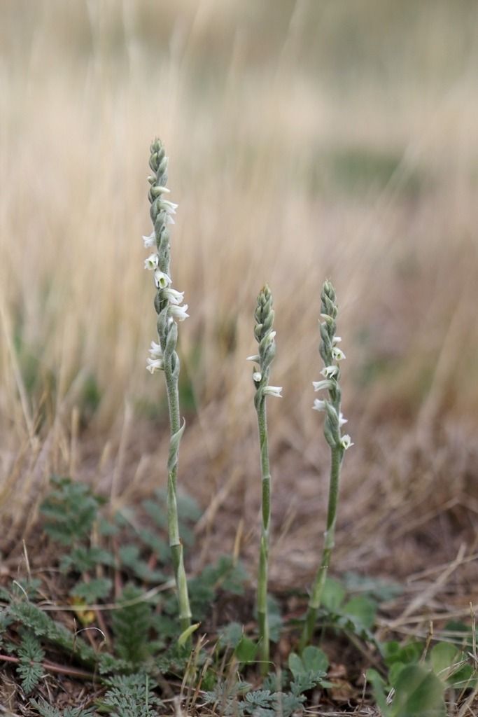 Spiranthes spiralis  - Ghislain Constans