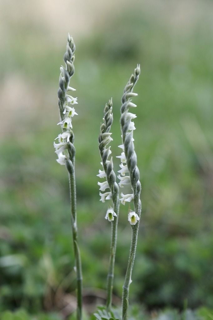 Spiranthes spiralis  - Ghislain Constans