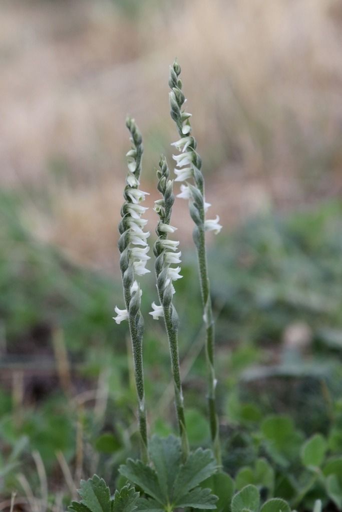 Spiranthes spiralis  - Ghislain Constans