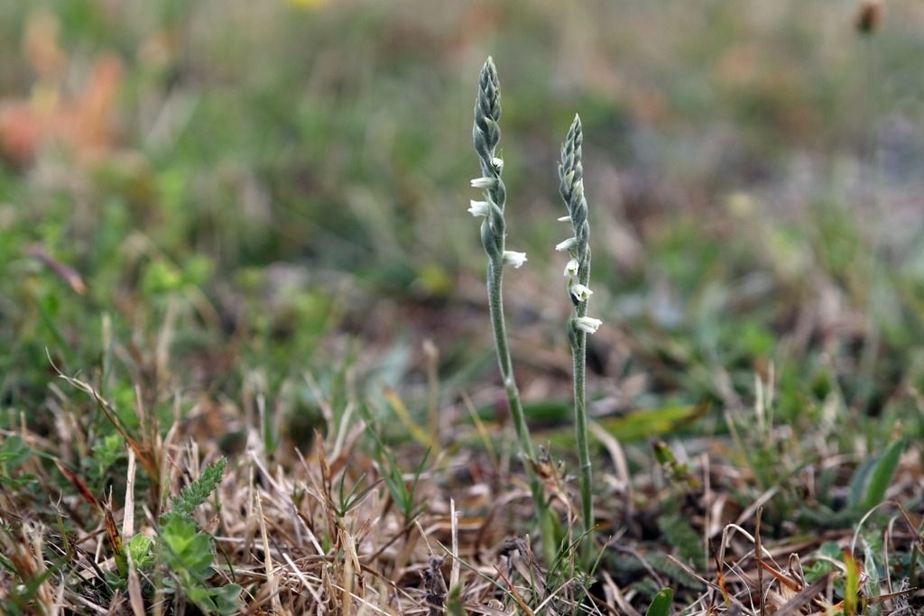 Spiranthes spiralis  - Ghislain Constans