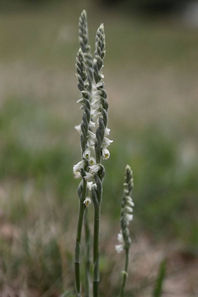 Spiranthes spiralis  - Ghislain Constans