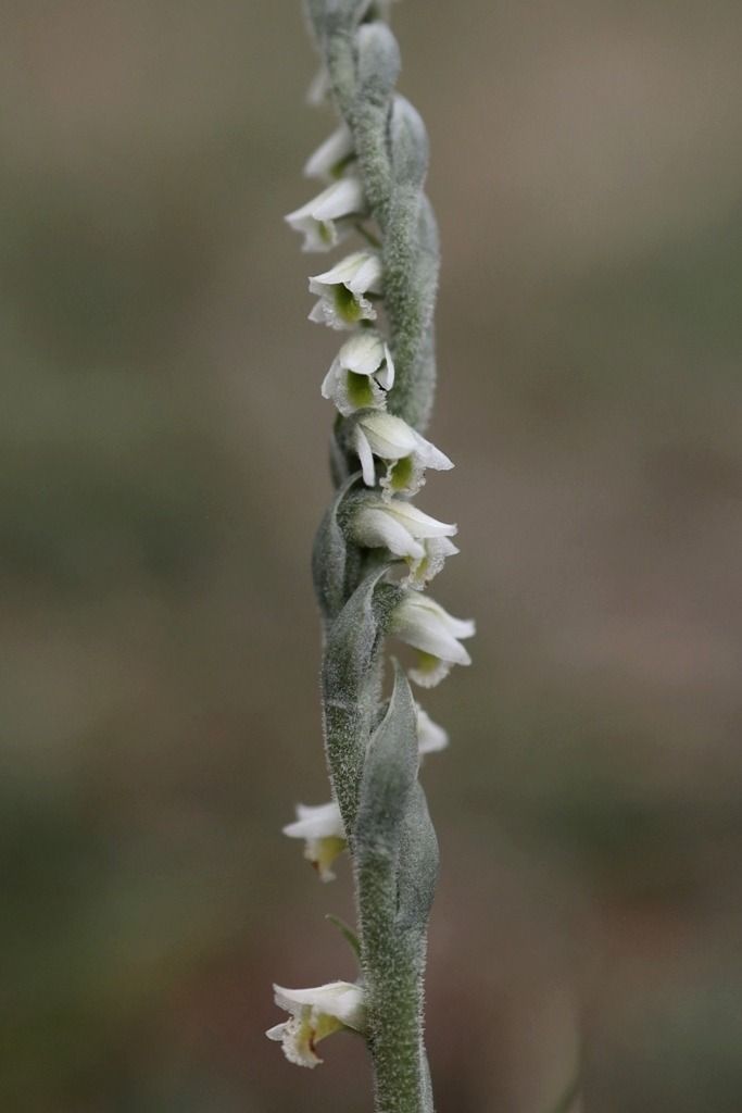 Spiranthes spiralis  - Ghislain Constans