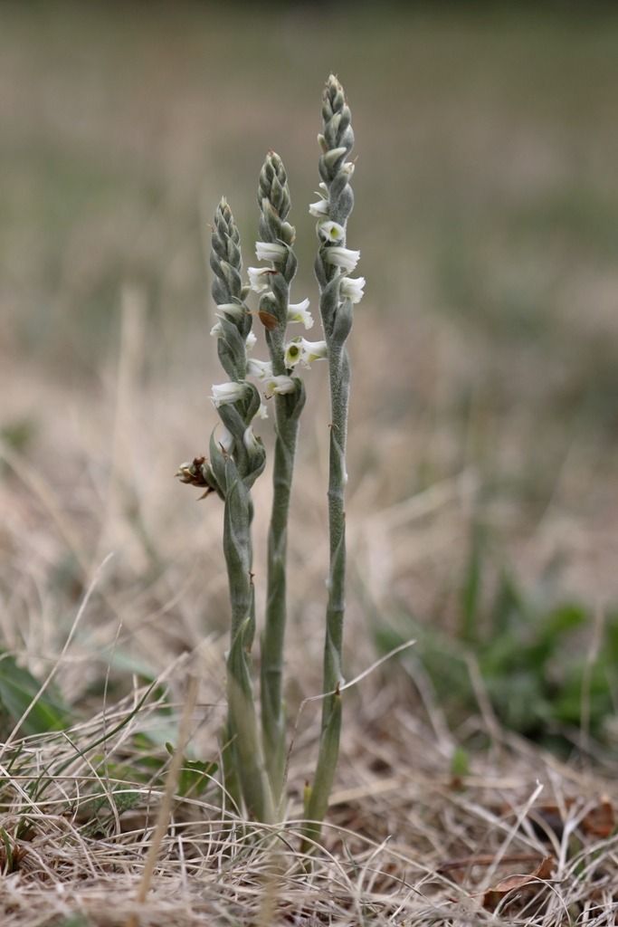 Spiranthes spiralis  - Ghislain Constans