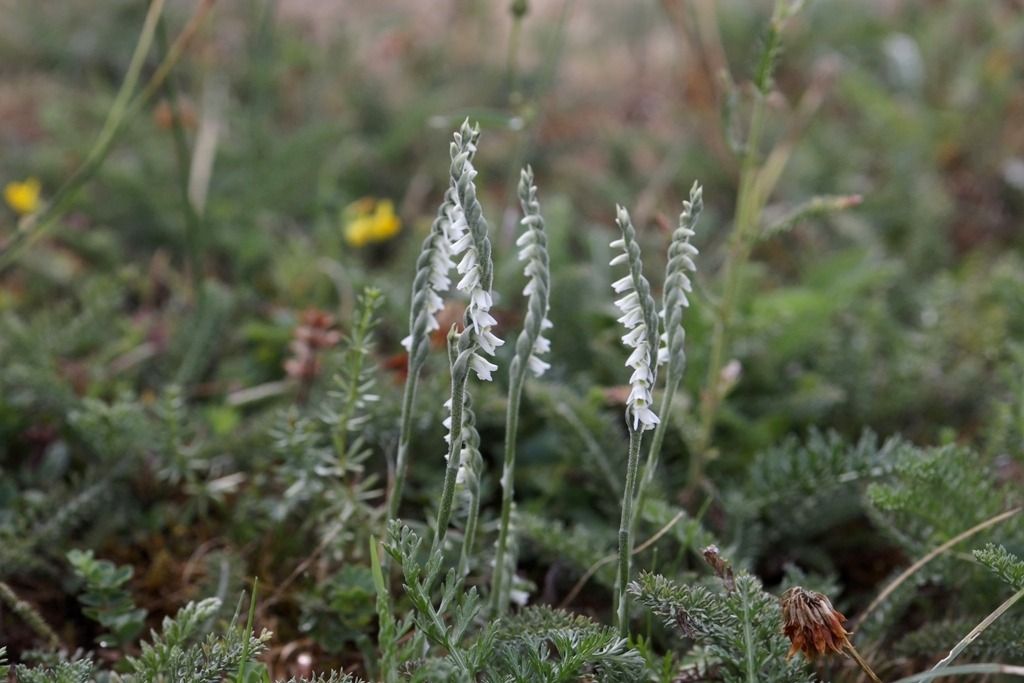 Spiranthes spiralis  - Ghislain Constans