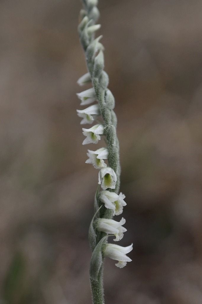 Spiranthes spiralis  - Ghislain Constans