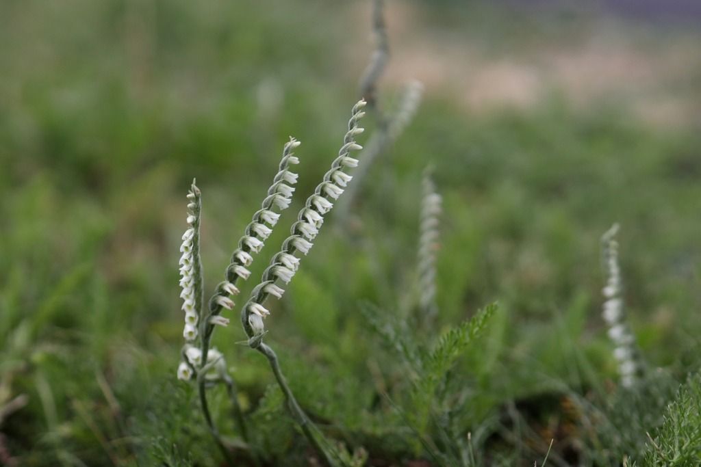 Spiranthes spiralis  - Ghislain Constans