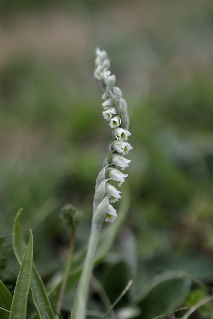 Spiranthes spiralis  - Ghislain Constans