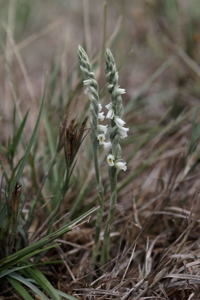 Spiranthes spiralis  - Ghislain Constans