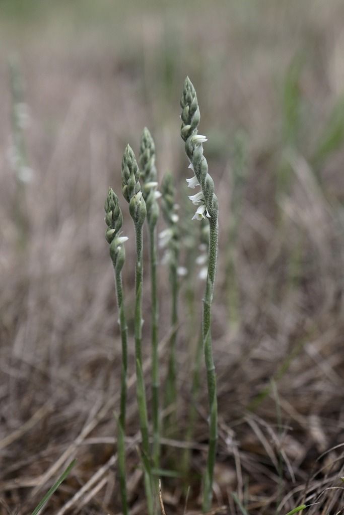 Spiranthes spiralis  - Ghislain Constans