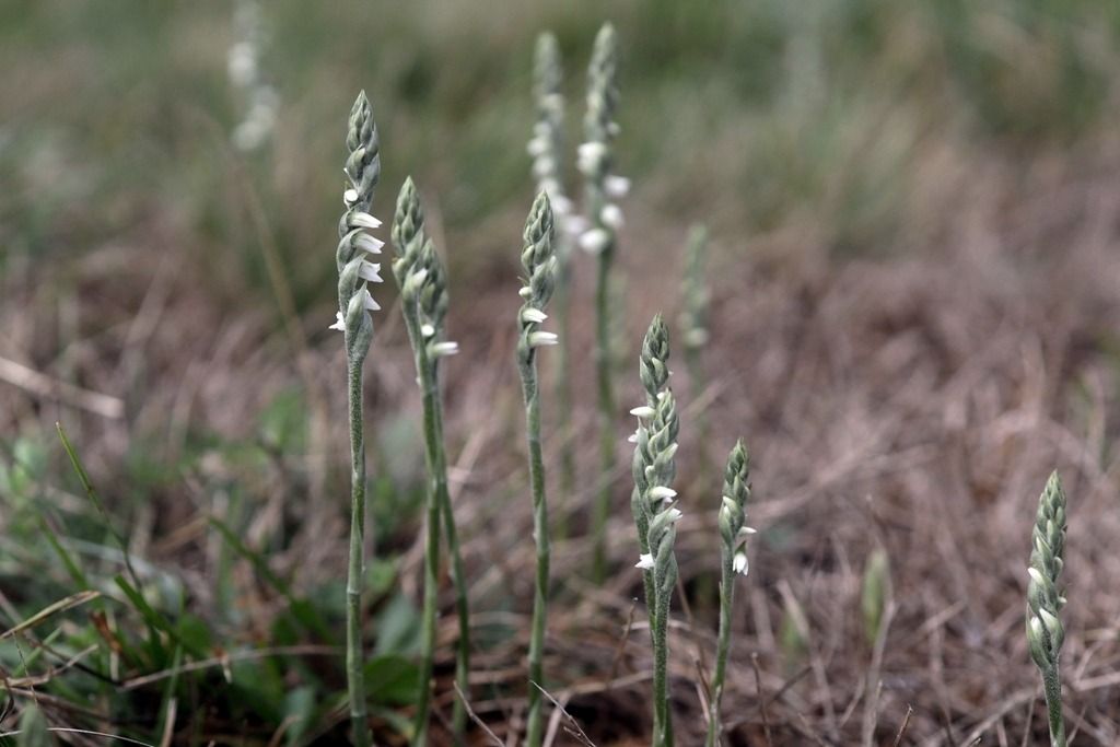 Spiranthes spiralis  - Ghislain Constans