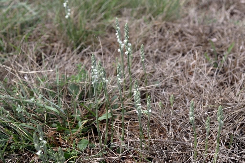 Spiranthes spiralis  - Ghislain Constans
