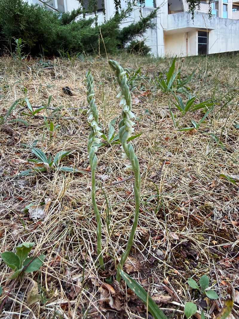 Spiranthes spiralis  - Ghislain Constans