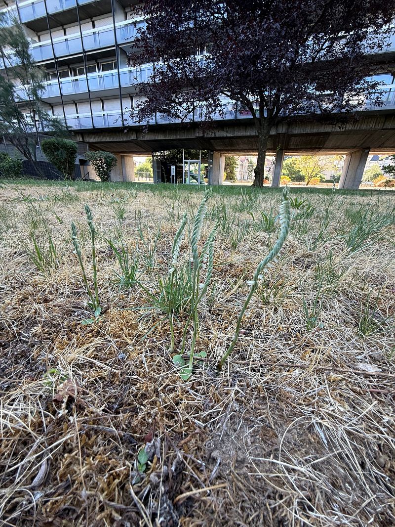 Spiranthes spiralis  - Ghislain Constans