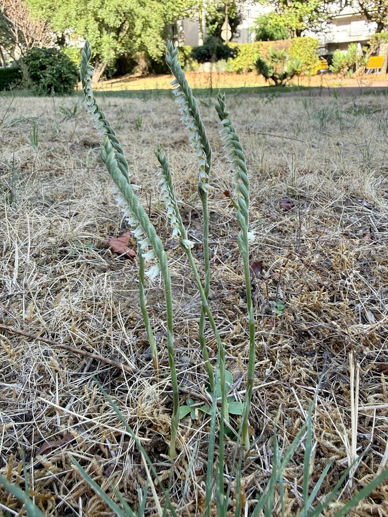 Spiranthes spiralis  - Ghislain Constans