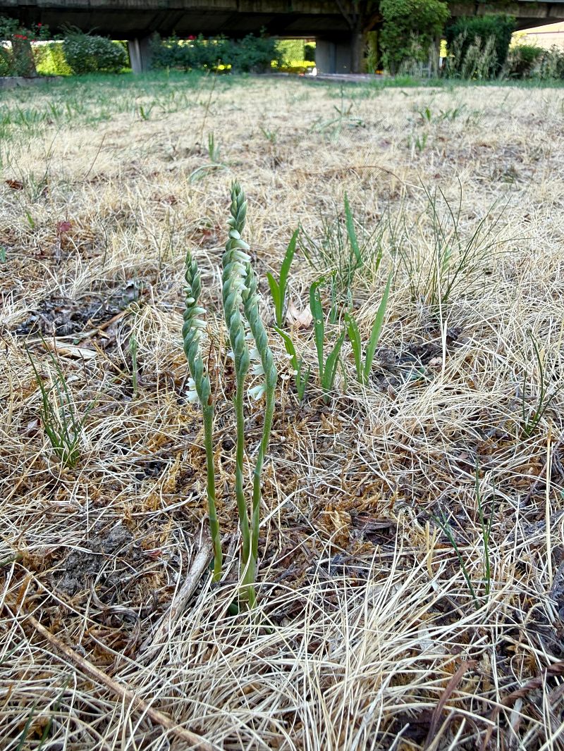 Spiranthes spiralis  - Ghislain Constans